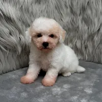 Princess, a female Bichpoo for sale in Donna, TX – Photo 5 of 9