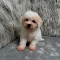 Princess, a female Bichpoo for sale in Donna, TX – Photo 4 of 9