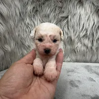 Princess, a female Bichpoo for sale in Donna, TX – Photo 5 of 8