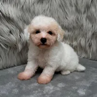 Princess, a female Bichpoo for sale in Donna, TX – Photo 9 of 9