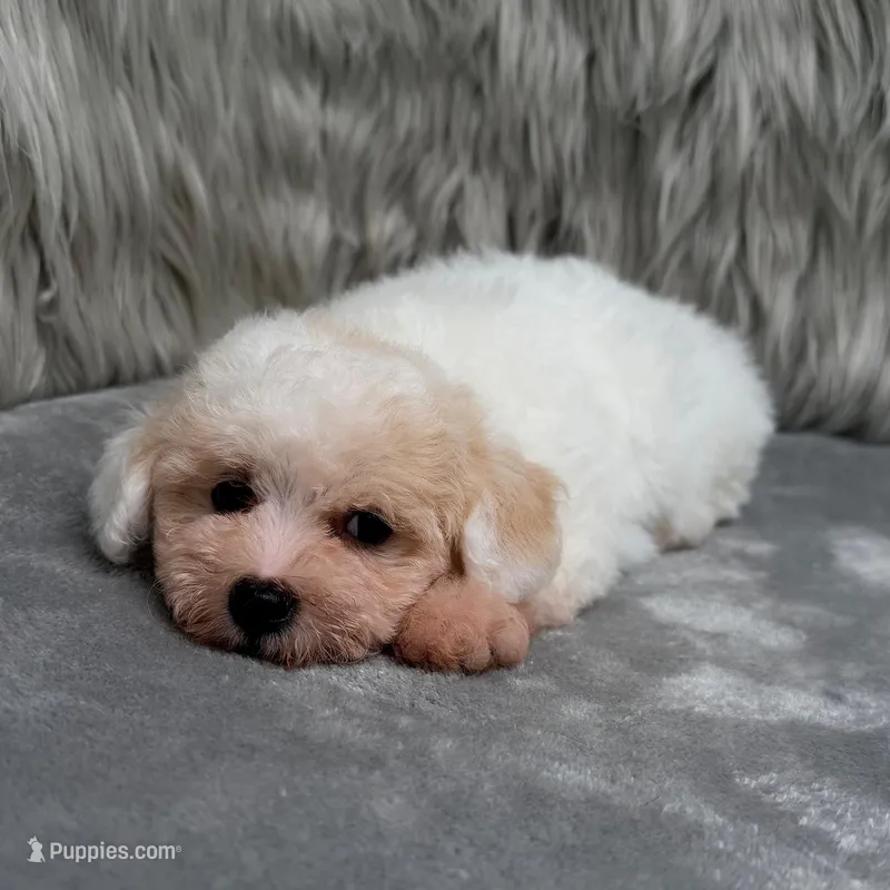 Princess – Bichpoo puppy for sale in Donna, TX