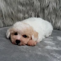 Princess, a female Bichpoo for sale in Donna, TX – Photo 1 of 9