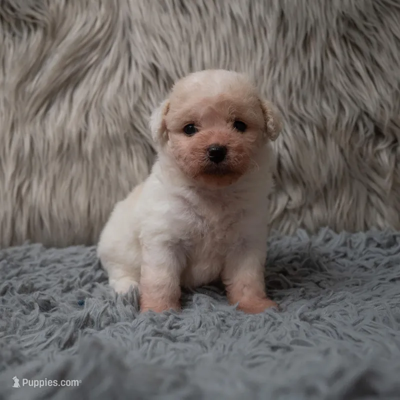 Princess – Bichpoo puppy for sale in Donna, TX