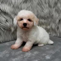 Princess, a female Bichpoo for sale in Donna, TX – Photo 7 of 9