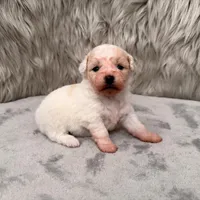 Princess, a female Bichpoo for sale in Donna, TX – Photo 7 of 8