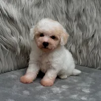 Princess, a female Bichpoo for sale in Donna, TX – Photo 8 of 9