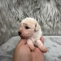 Princess, a female Bichpoo for sale in Donna, TX – Photo 3 of 8