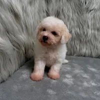 Princess, a female Bichpoo for sale in Donna, TX – Photo 2 of 9