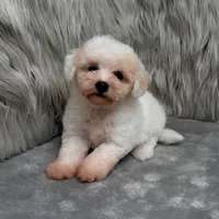Rossie, a female Bichpoo for sale in Donna, TX – Photo 9 of 9