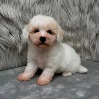 Rossie, a female Bichpoo for sale in Donna, TX – Photo 6 of 9