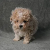 Max, a male Maltipoo for sale in Donna, TX – 6 of 9
