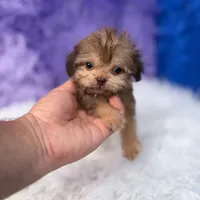 Sergio, a male Shihpoo for sale in Donna, TX – 4 of 9