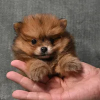 Tucker - 7 day return policy, a male Pomeranian for sale in Donna, TX – 5 of 8