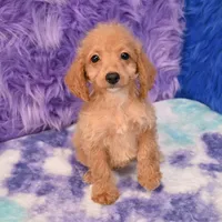 Dexter , a male Cockapoo for sale in Donna, TX – 3 of 10