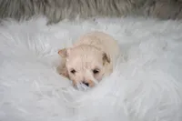 Charlie , a male Maltipoo for sale in Donna, TX – 2 of 10