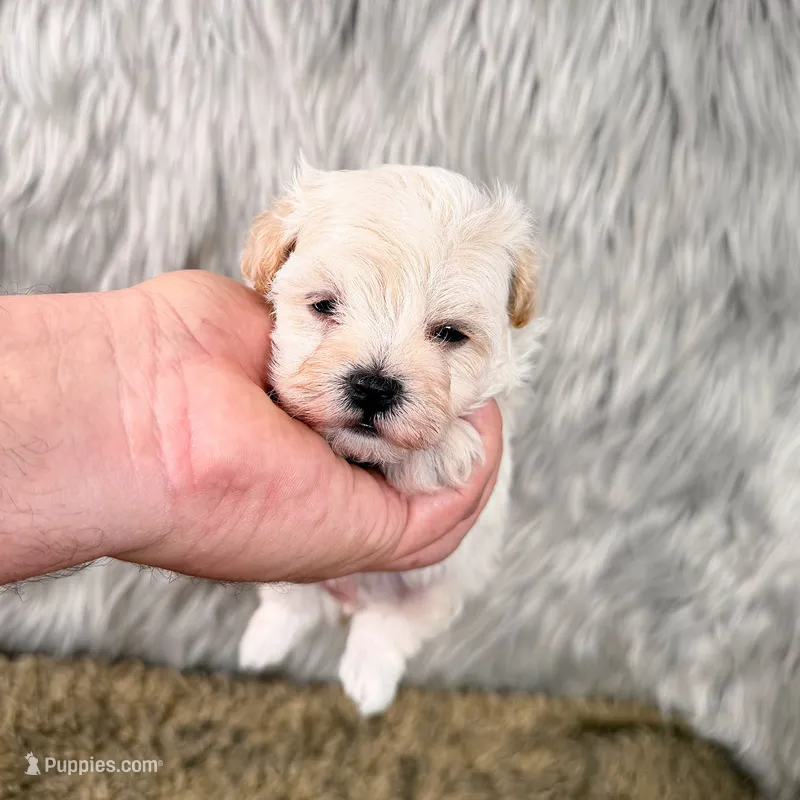 Charlie  – Maltipoo puppy for sale in Donna, TX