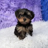 Jax, a male Yorkshire Terrier for sale in Donna, TX – 2 of 10