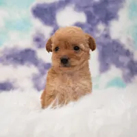 Penny , a female Maltipoo for sale in Donna, TX – 3 of 6
