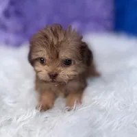 Sergio, a male Shihpoo for sale in Donna, TX – 3 of 9