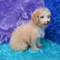 Leo, a male Miniature Goldendoodle for sale in Donna, TX – 5 of 9