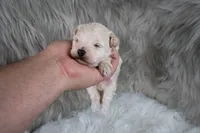 Mike , a male Maltipoo for sale in Donna, TX – 9 of 10