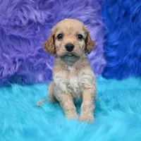 Thor , a male Cockapoo for sale in Donna, TX – 3 of 8