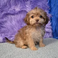 Sergio - Malshipoo, a male Shihpoo for sale in Donna, TX – 5 of 10