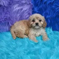 Bruno , a male Cavapoo for sale in Donna, TX – 2 of 6