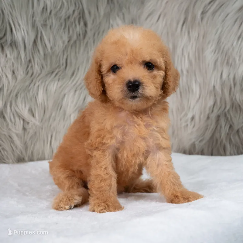 Abby Micro-Mini – Miniature Goldendoodle puppy for sale in Donna, TX