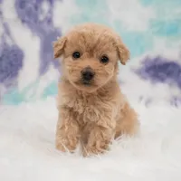 Ellie , a female Maltipoo for sale in Donna, TX – 5 of 7