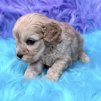 Piper , a female Cavapoo for sale in Donna, TX – 9 of 9