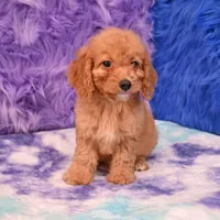 Minnie , a female Cockapoo for sale in Donna, TX – 2 of 10