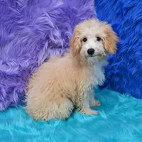 Leo, a male Miniature Goldendoodle for sale in Donna, TX – 3 of 9