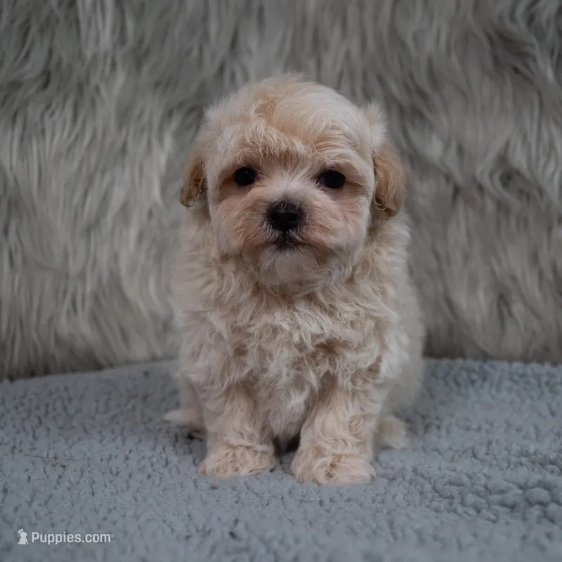 Murphy  – Maltipoo puppy for sale in Donna, TX