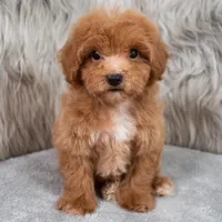 Blue , a male Maltipoo for sale in Donna, TX – 4 of 7
