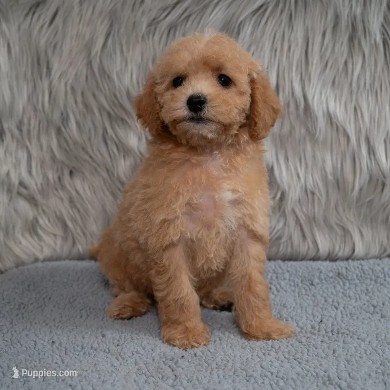 Ivy  Micro-Mini – Miniature Goldendoodle puppy for sale in Donna, TX