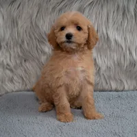 Ivy  Micro-Mini, a female Miniature Goldendoodle for sale in Donna, TX – 1 of 7
