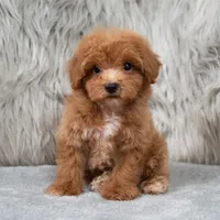 Blue , a male Maltipoo for sale in Donna, TX – 3 of 7
