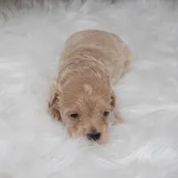 Shadow, a male Maltipoo for sale in Donna, TX – Photo 3 of 6