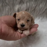 Shadow, a male Maltipoo for sale in Donna, TX – Photo 6 of 6
