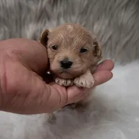 Shadow, a male Maltipoo for sale in Donna, TX – Photo 1 of 6