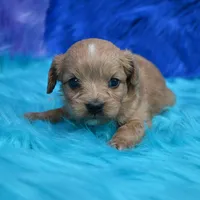 Dixie , a female Cavapoo for sale in Donna, TX – 7 of 7