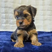 John , a male Yorkshire Terrier for sale in Donna, TX – 10 of 10