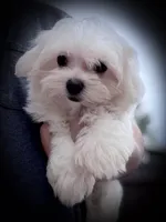 Ace, a male Maltipoo for sale in Donna, TX – Photo 2 of 6
