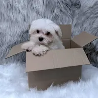 Ace, a male Maltipoo for sale in Donna, TX – Photo 6 of 6