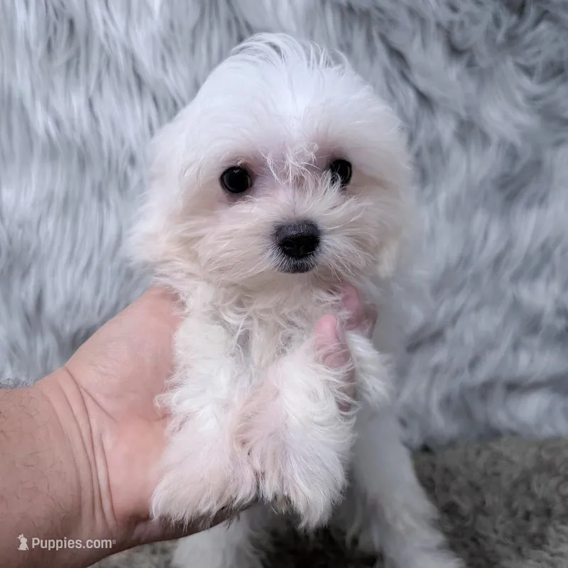 Ace – Maltipoo puppy for sale in Donna, TX
