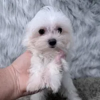 Ace, a male Maltipoo for sale in Donna, TX – Photo 1 of 6