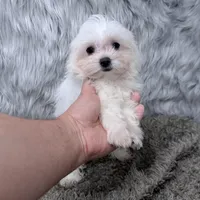 Ace, a male Maltipoo for sale in Donna, TX – Photo 4 of 6