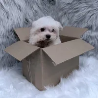 Ace, a male Maltipoo for sale in Donna, TX – Photo 5 of 6