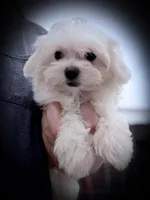 Ace, a male Maltipoo for sale in Donna, TX – Photo 3 of 6